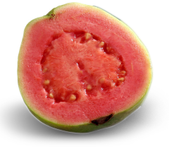 Casa Latina Premium Guava Nectar